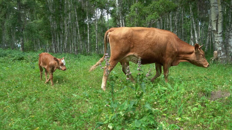 ko och kalv som betar på grönt gräs