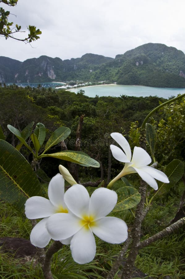 Ko Phi Phi Don stock photo. Image of beauty, point, flowering - 21583442