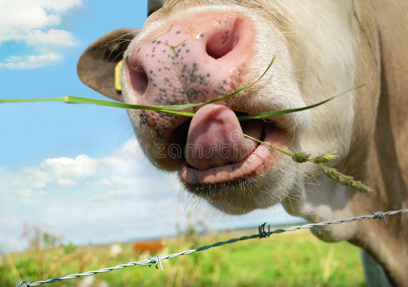 Portrait of lower face of cow eating grass in green field with blue sky and cloudscape background. Portrait of lower face of cow eating grass in green field with blue sky and cloudscape background.