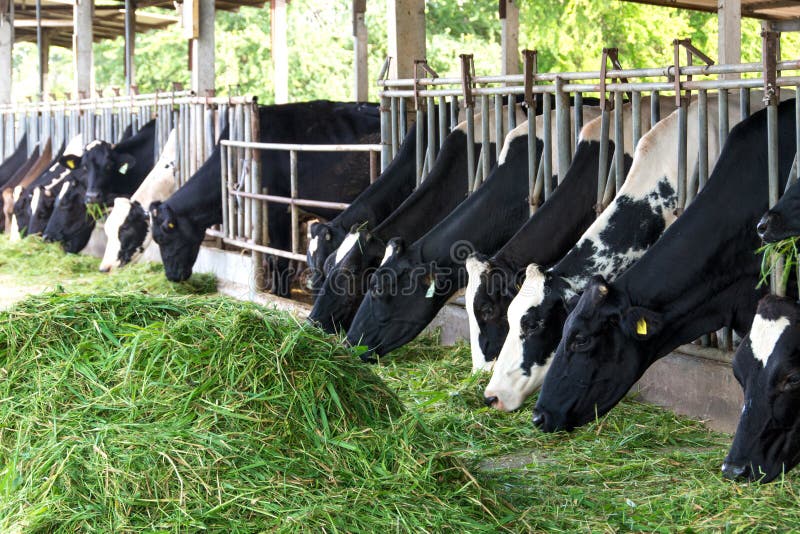 Cow eating grass in the farm . Cow eating grass in the farm .