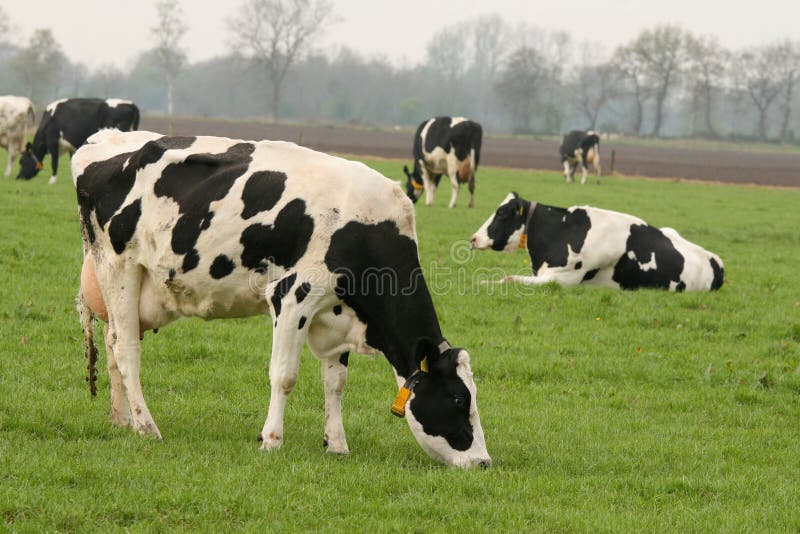 Cow eating grass in the meadow. Cow eating grass in the meadow