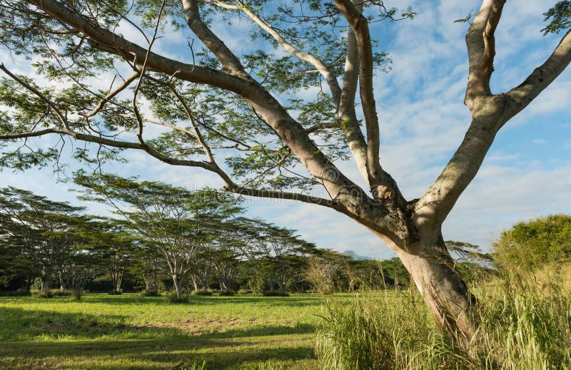 Koa Trees Acacia Koa Kauai Hawaii Stock Photo Image of wood, common