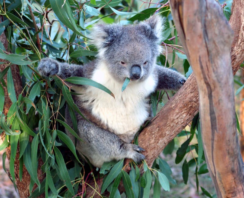 Коалы листья эвкалипта. Коала на эвкалипте. Эвкалипт в Австралии с коалой. Эвкалипт выбеленный коала. Коала ест эвкалипт.