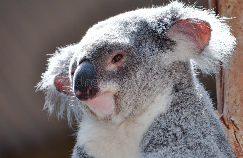 Koala imágenes de archivo libres de regalías Koala imágenes de archivo libres de regalías