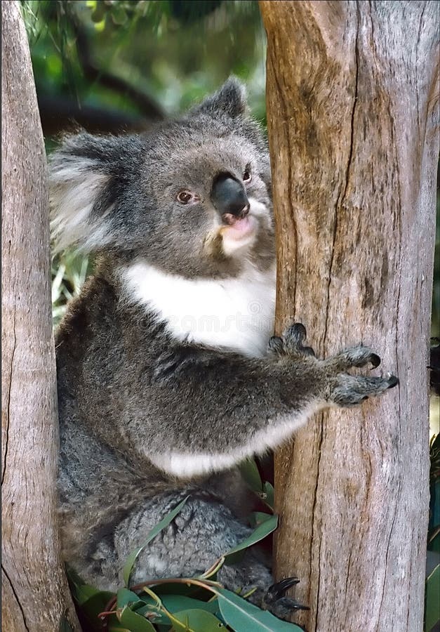 koala arkivfoto