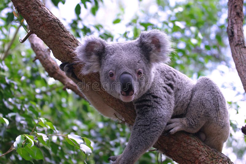 Lindo, australiano, buscando todo derecho sobre el.