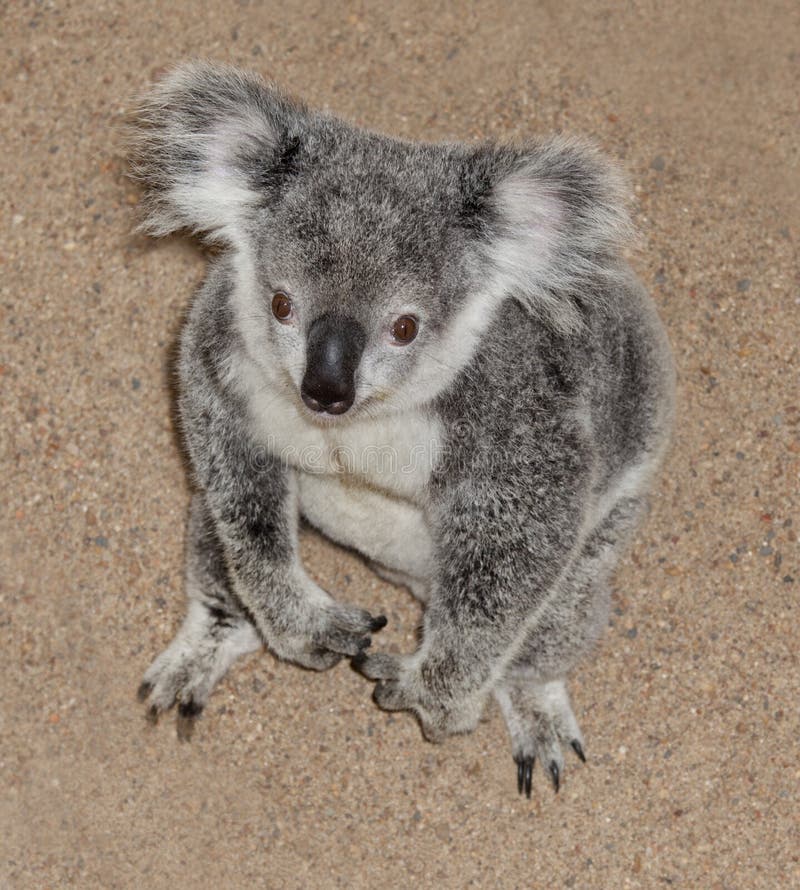 Koala Is Sitting On The Ground Stock Photo Image of mammal, fauna