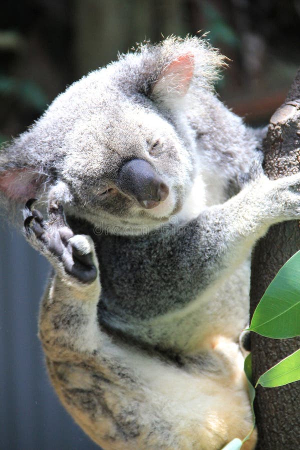 Koala Image Stock Image Du Koala Marsupial Eucalyptus Koala Image Stock Image Du Koala Marsupial Eucalyptus