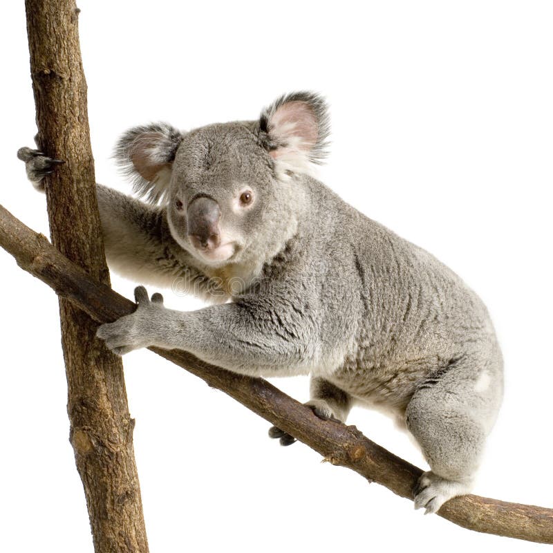 Koala stock photo. Image of grey, herbivore, gray, phascolarctos 2391404