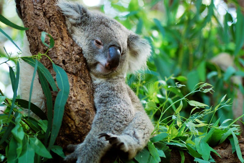 Un oso durmiendo sobre el un árbol.