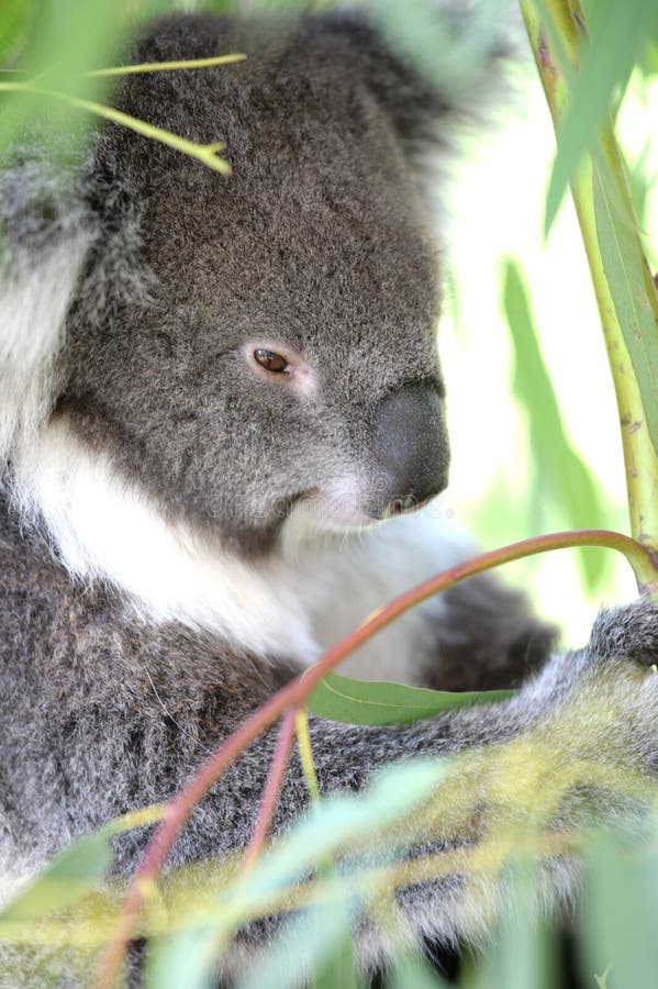 Koala image stock
