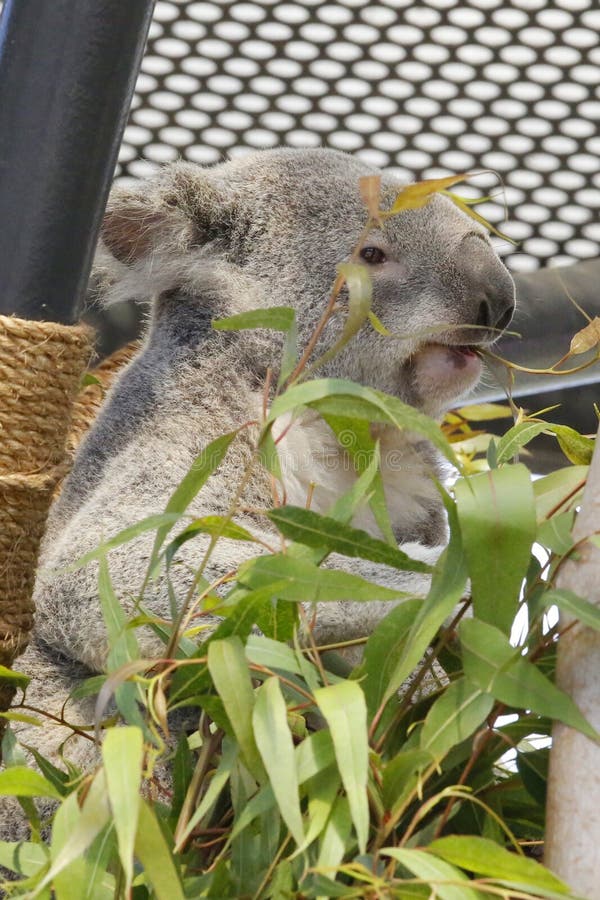 koala imagem de stock koala imagem de stock