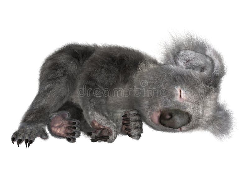 koala fotos de stock royalty free koala fotos de stock royalty free