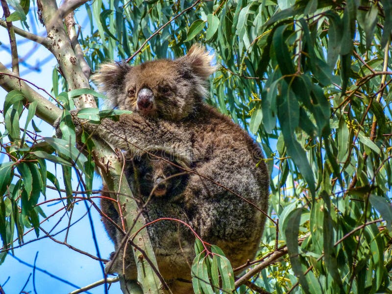 koala imagem de stock koala imagem de stock