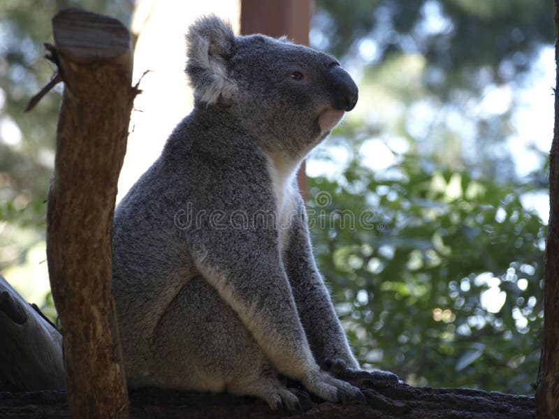 koala foto de stock koala foto de stock