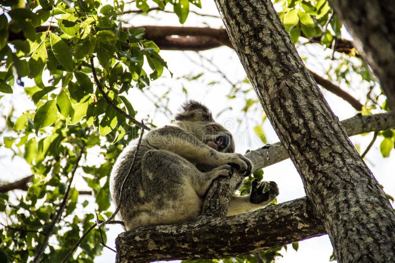 Koala adulte dormant dans la cime d'arbre photographie stock Koala adulte dormant dans la cime d'arbre photographie stock