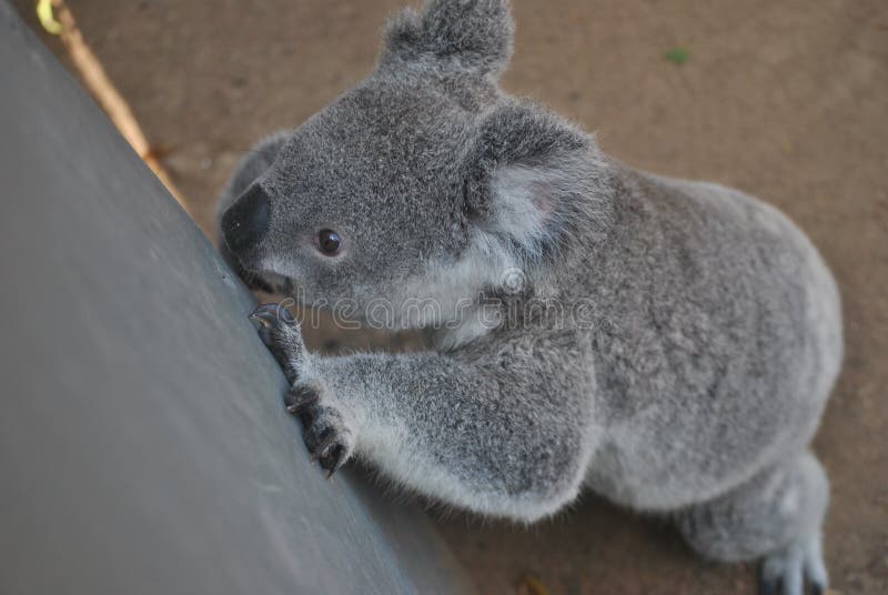 Koala stock image. Image of wall, cute, eucalyptus, koala 66442241