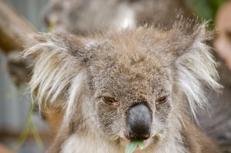 Koala australiano imagem de stock royalty free Koala australiano imagem de stock royalty free