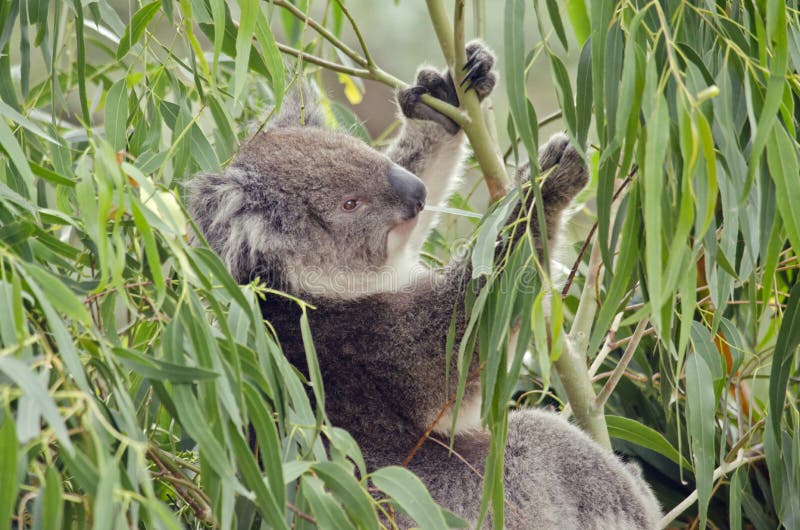 Koala australiano fotografia de stock royalty free Koala australiano fotografia de stock royalty free