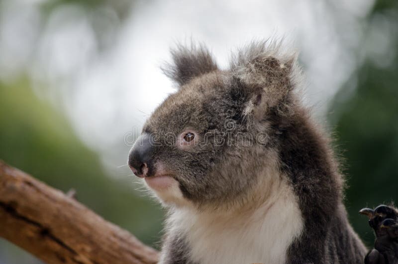 Koala australiano foto de stock royalty free Koala australiano foto de stock royalty free