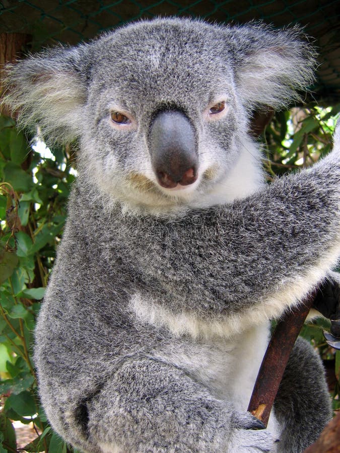 Koala in Australien Koala in Australien