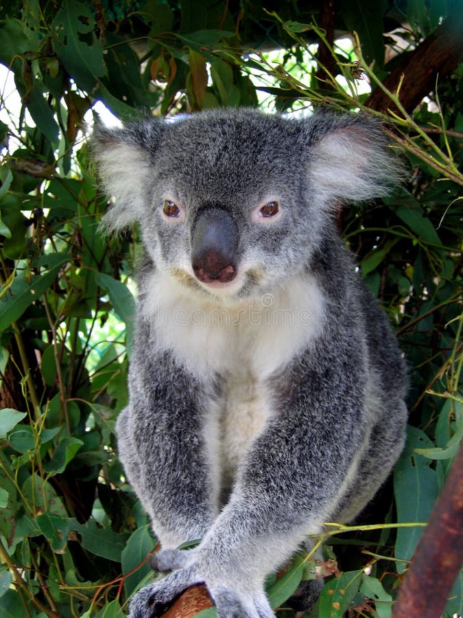 Koala in Australië stock fotografie Koala in Australië stock fotografie