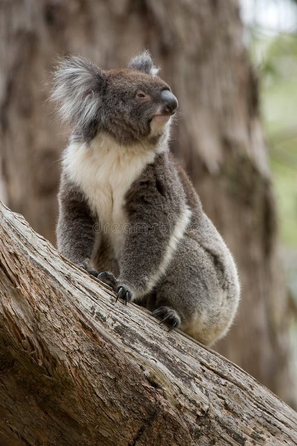 Koala Australië royalty-vrije stock fotografie Koala Australië royalty-vrije stock fotografie