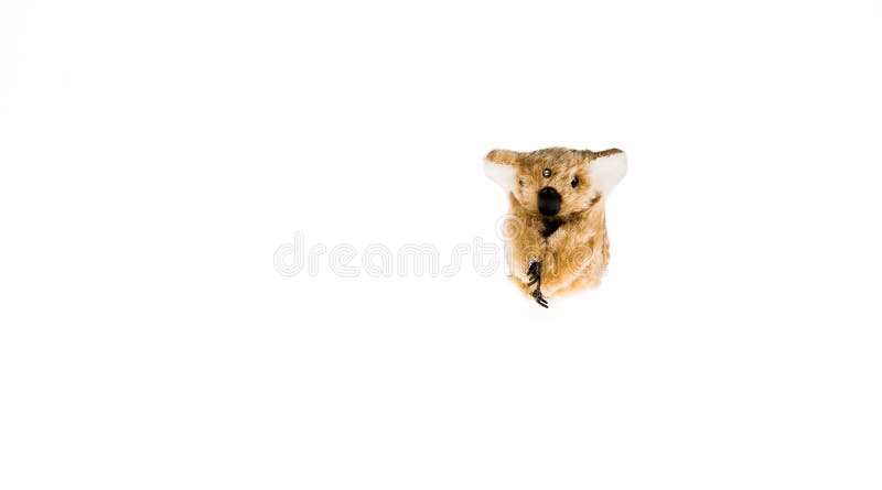 Koala Bar Mit Indischer Bindi Stockbild Bild Von Umarmung Knuddelig 169483743