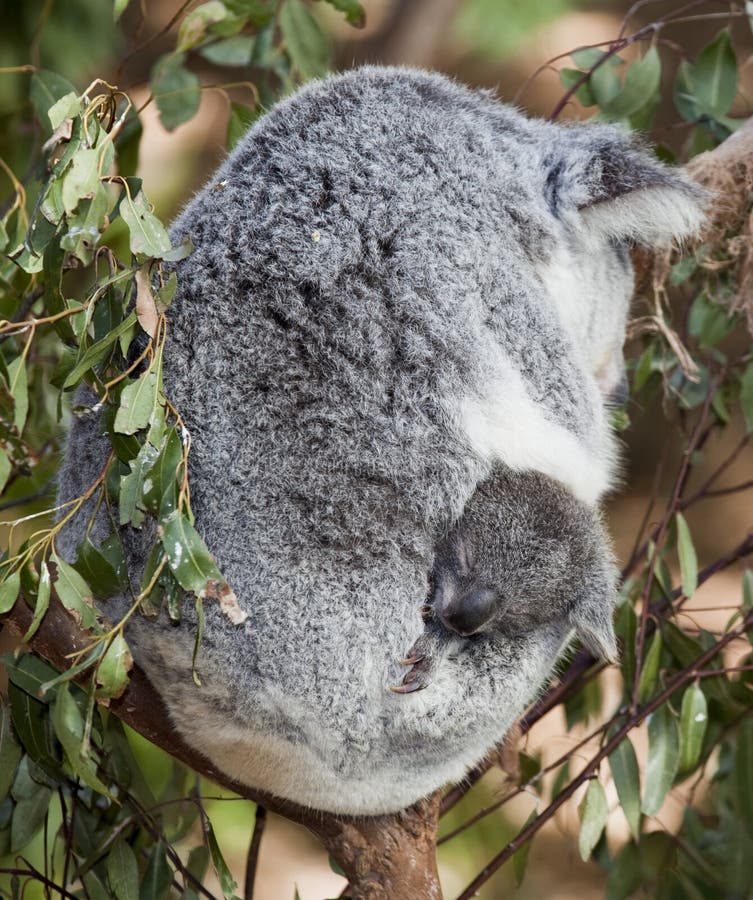Koala baby stock image. Image of bear, feed, face, koala 35584777