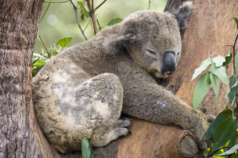 Koala Bea, Sydney, Australie.