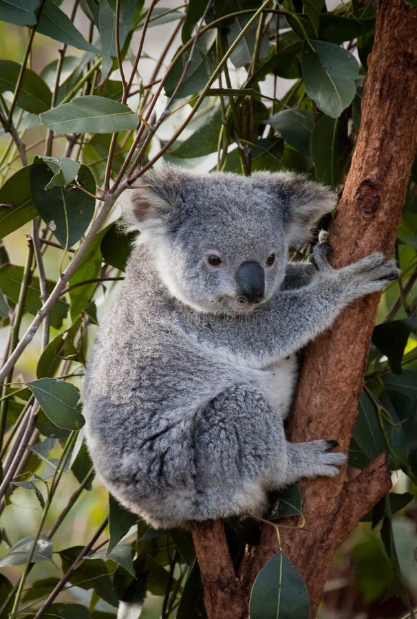 Koala Bear up a branch in gumtree