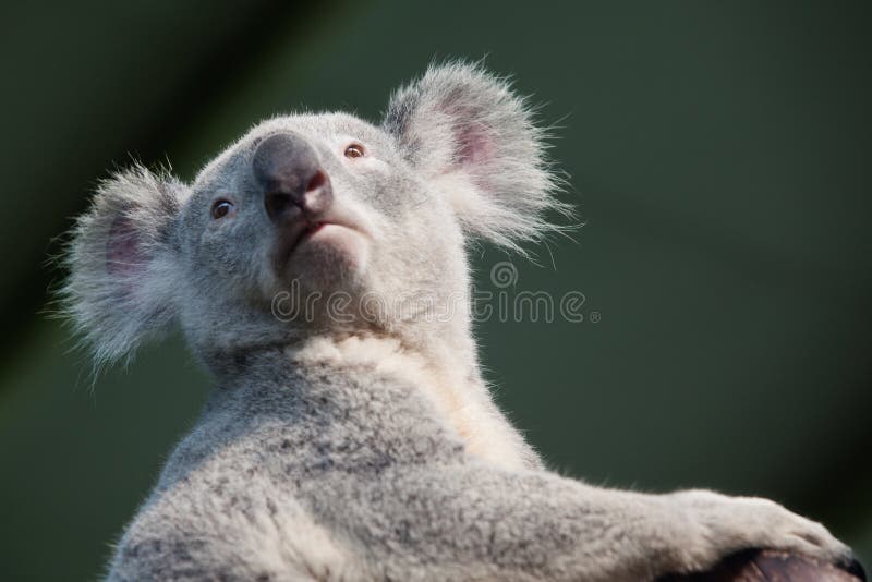 A portrait of Koala bear