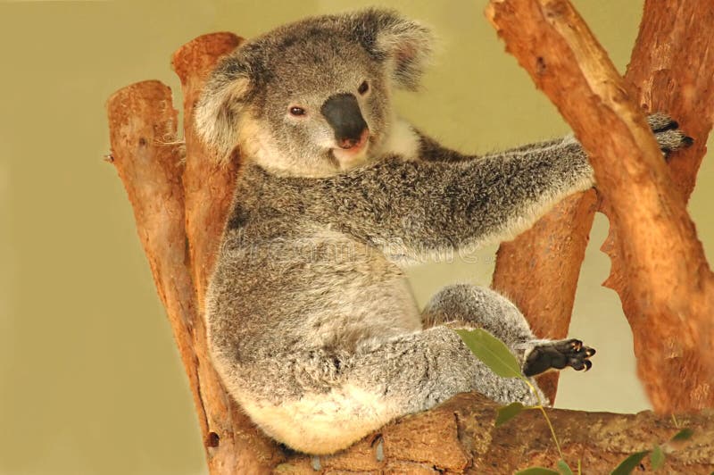 Koala Bear stock image. Image of cuddly, native, koala 279879