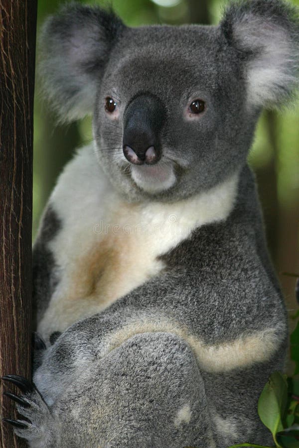 Koala Bear 3
