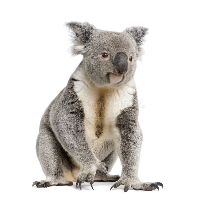Koala Bear Againts White Background Stock Image Image of camera, male