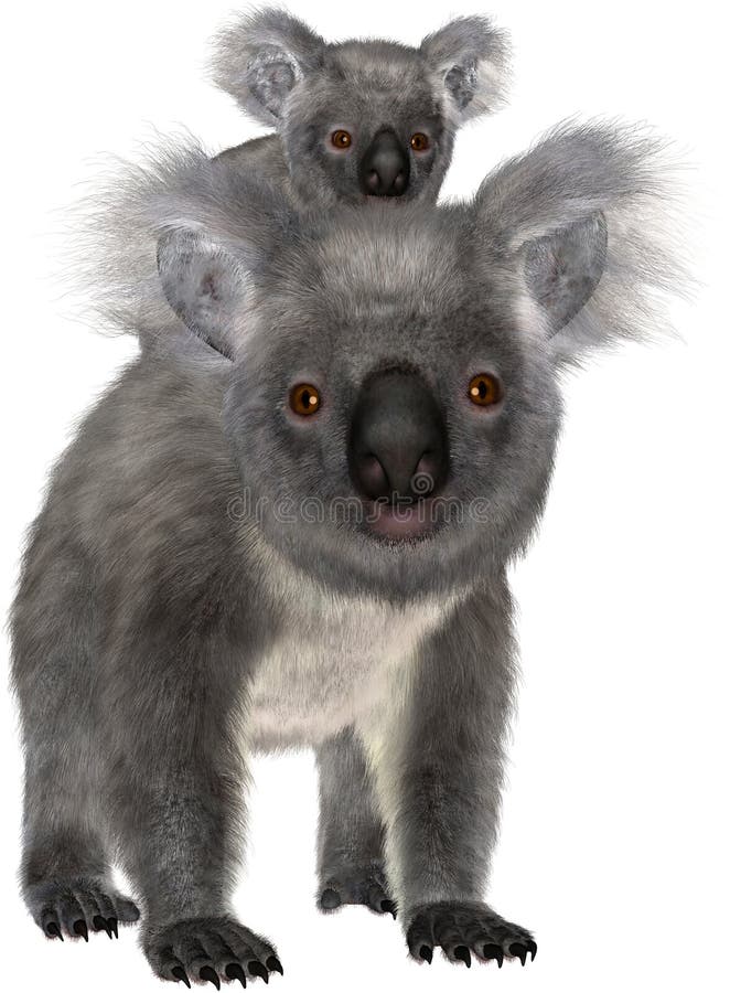 Koala Bear, Baby Joey, Isolated