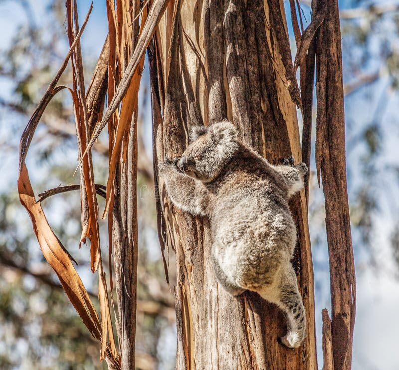 Koala Bear Climbing Up The Tree In Australia Stock Image Image 37102811