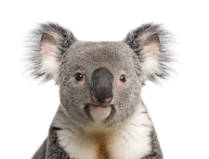 Koala bear close-up againts white background royalty free stock photos