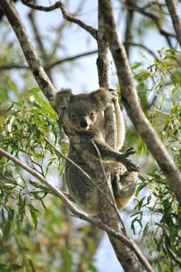 Koala bear stock image. Image of eating, tree, eucalyptus 94779415