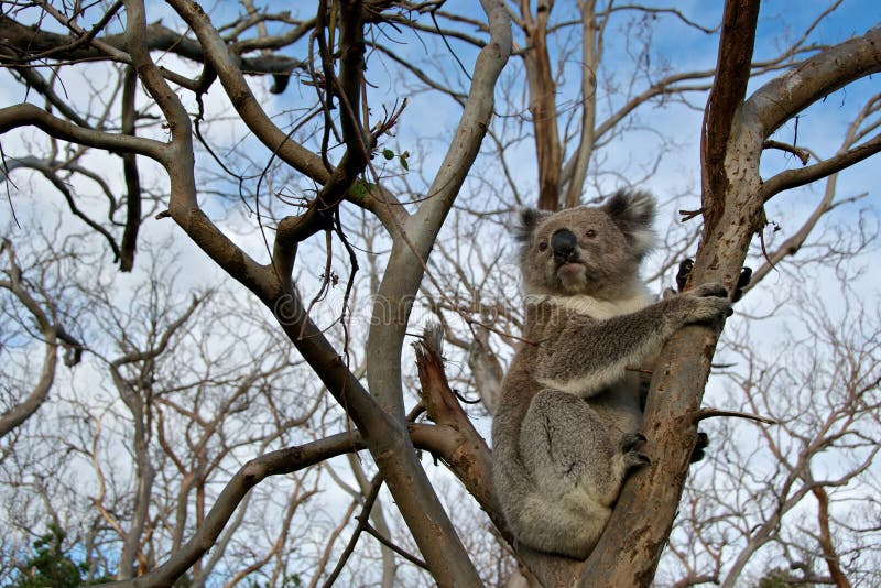 Koala Bear stock photo. Image of branch, brisbane, claws 35623006