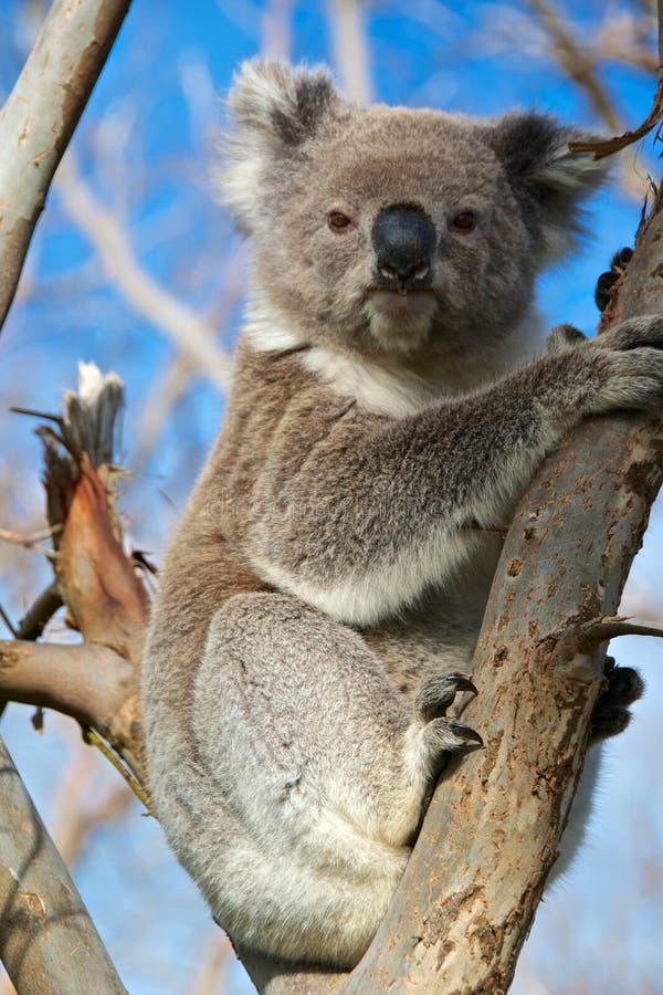 Koala Bear stock photo. Image of queensland, native, australia 35623026