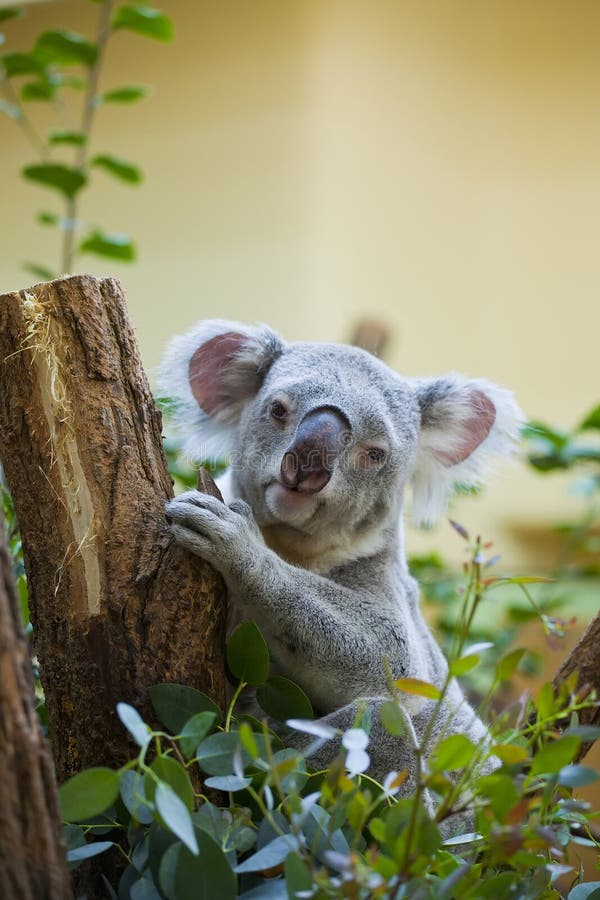 Koala Bears in Front of a White Background Stock Photo Image of