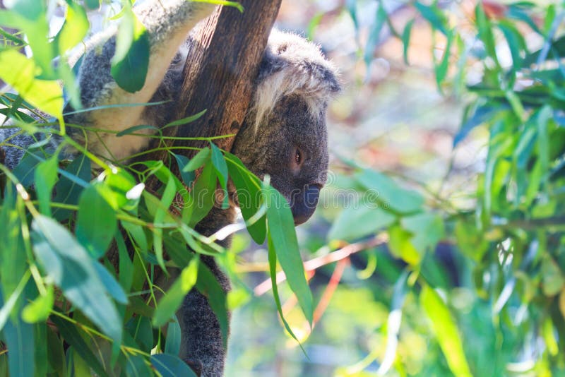 Koala Bear stock image. Image of nature, ears, perching 34733295