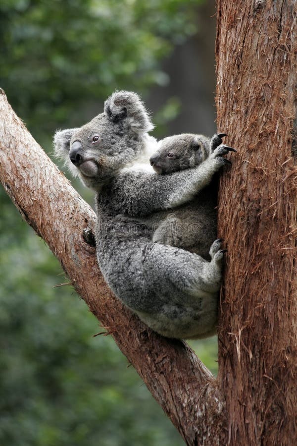 Koala Bear Mother And Baby