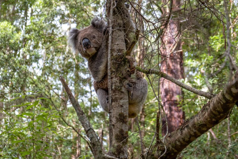Austrailian Food Chain With Koala