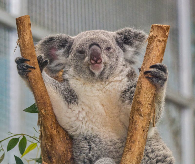 Koala or koala bear - Phascolarctos cinereus - is an arboreal herbivorous marsupial native to Australia, looking at camera