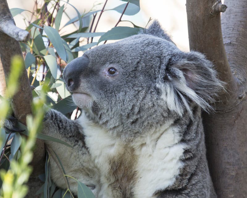 108 Koala Bear Side View Stock Photos Free & RoyaltyFree Stock
