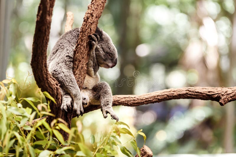 Koala Bear on a tree stock photo. Image of vertebrate 39771430