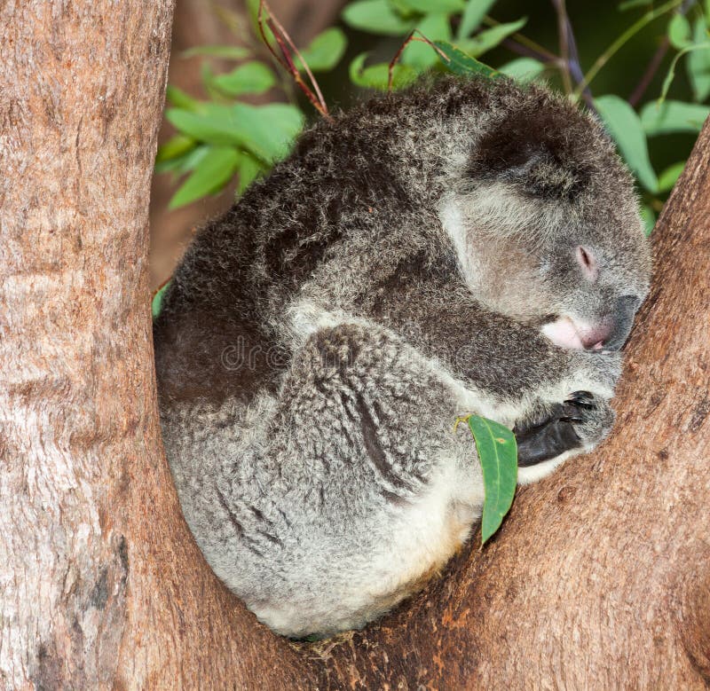 Koala Bear In Tree Stock Photo Image Of Family Animal 162170932