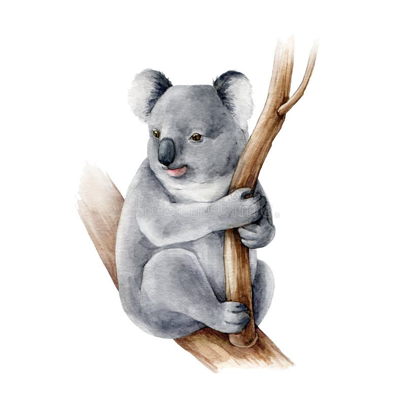 Koala bear watercolor illustration. Australia symbol cute koala bear on a tree branch. Native australian animal bear stock photo